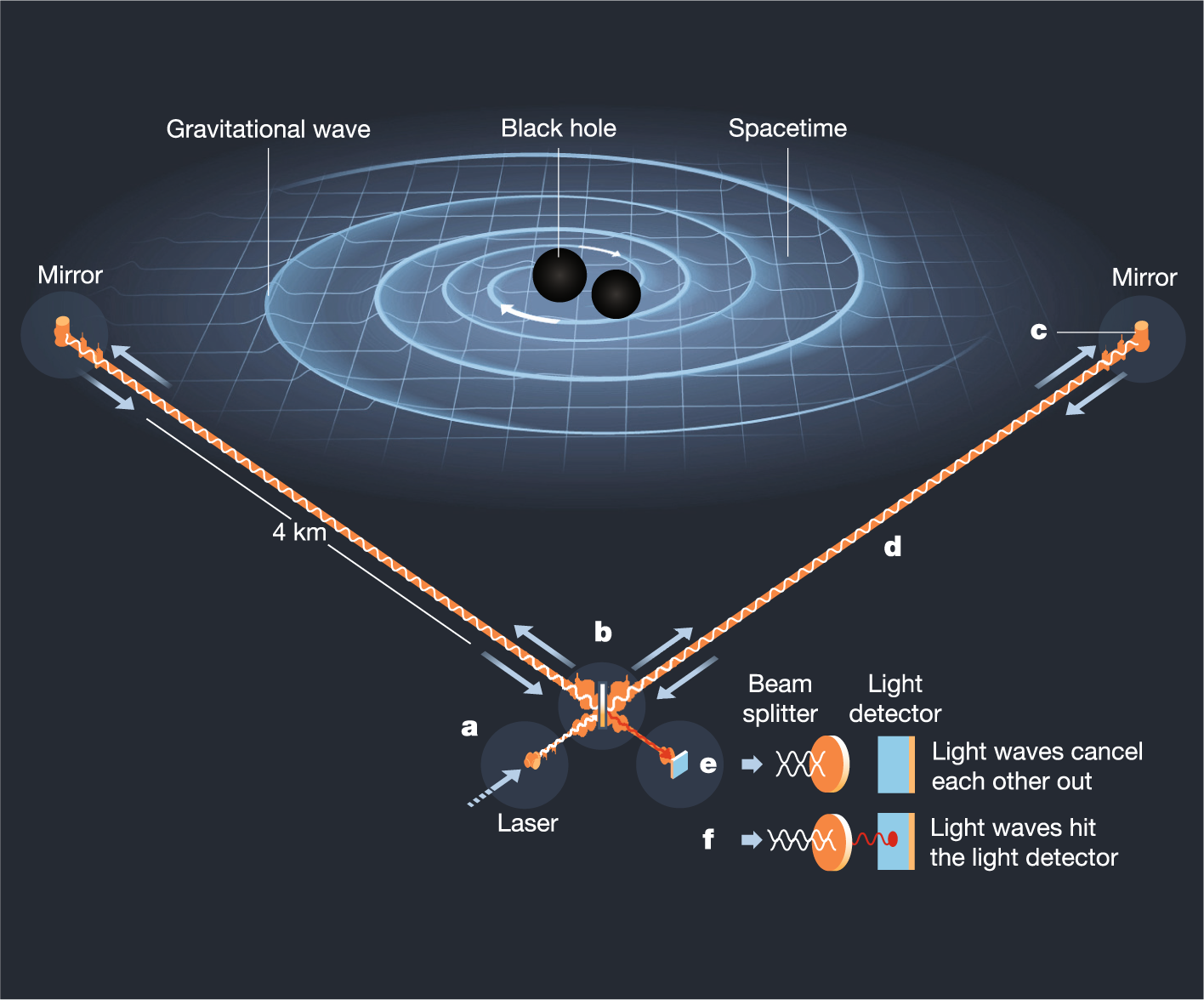 a, Laser light is sent into the instrument to measure changes in the length of the two arms. b, A ‘beam splitter’ splits the light and sends out two identical beams along the arms. c, The light waves bounce off the mirror and return. d, A gravitational wave affects the interferometer’s arms differently: one extends and the other contracts as they pass from the peaks and troughs of the gravitational waves. e, Normally, the light returns unchanged to the beam splitter from both arms and the light waves cancel each other out. a, Laser light is sent into the instrument to measure changes in the length of the two arms. b, A ‘beam splitter’ splits the light and sends out two identical beams along the arms. c, The light waves bounce off the mirror and return. d, A gravitational wave affects the interferometer’s arms differently: one extends and the other contracts as they pass from the peaks and troughs of the gravitational waves. e, Normally, the light returns unchanged to the beam splitter from both arms and the light waves cancel each other out.